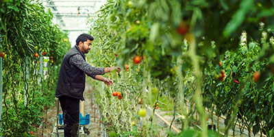 Groenten, fruit en bloemen