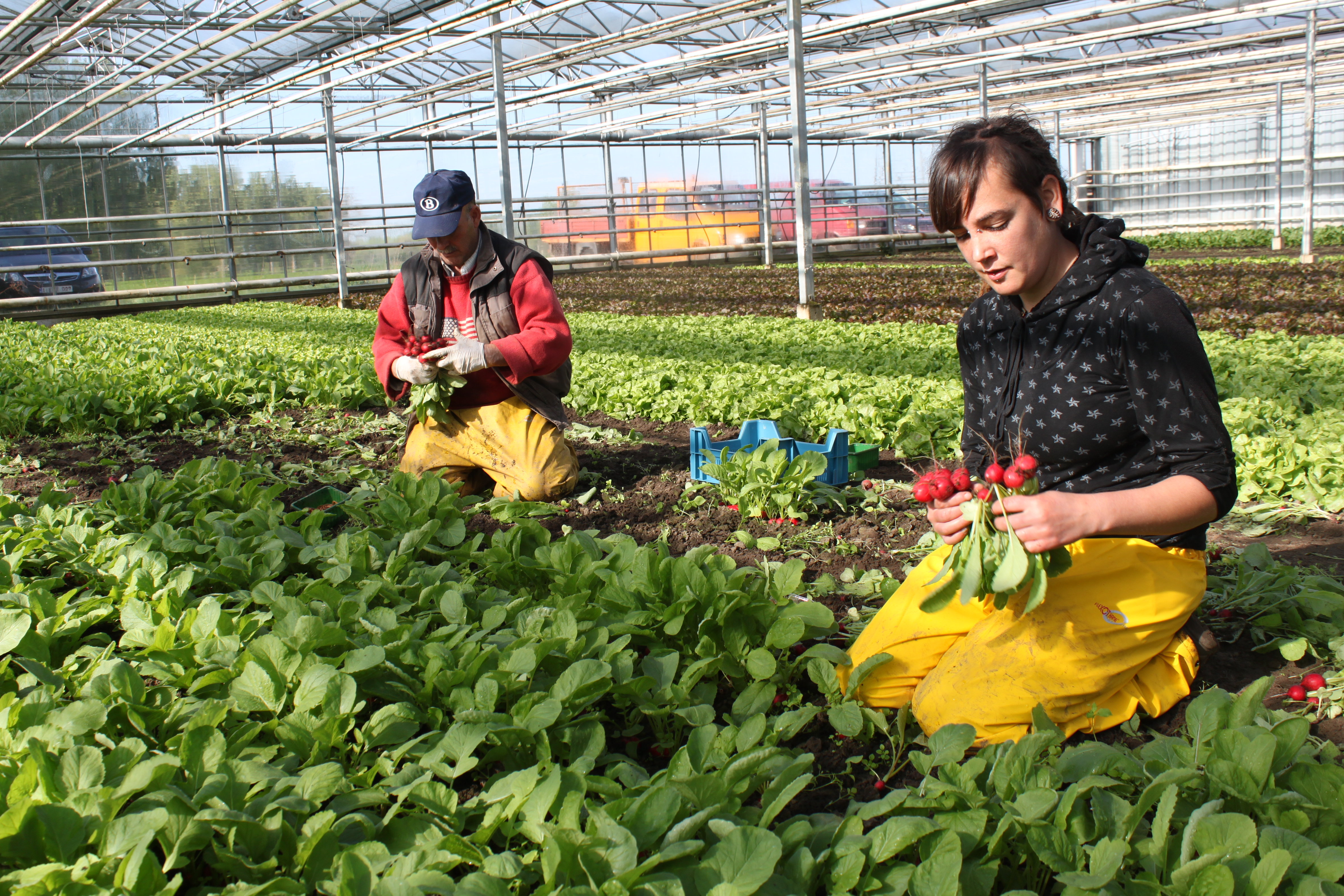 Groenten, fruit bloemen | De Wroeter